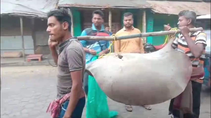 75 kg Giant Stingray Fish Caught