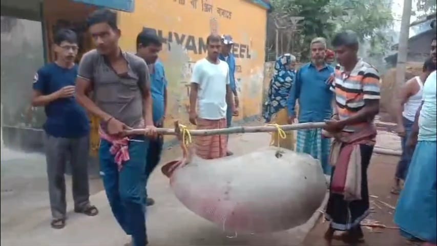 75 kg Giant Stingray Fish Caught