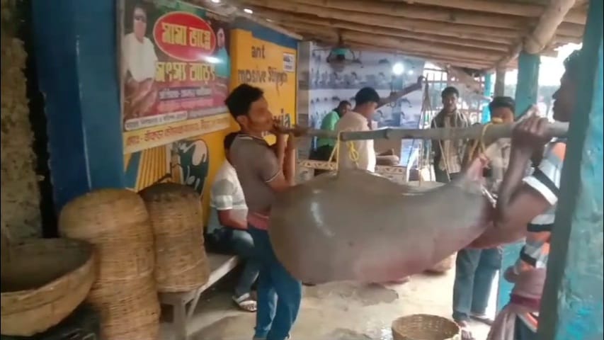 75 kg Giant Stingray Fish Caught