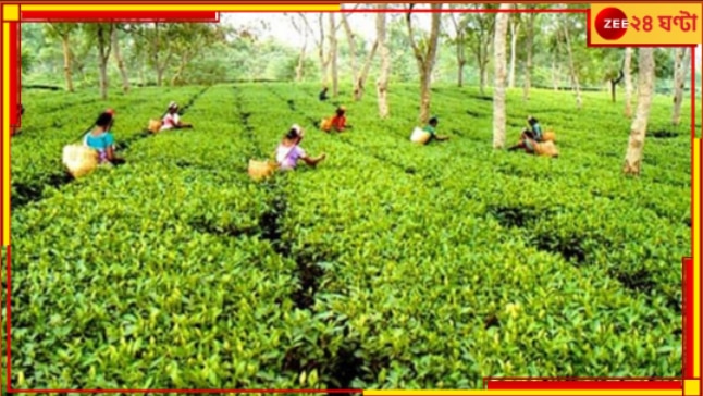 Tea Production: ‘চা’ এর উৎপাদন কমছে! দেখা দিতে পারে চা-এর আকাল...