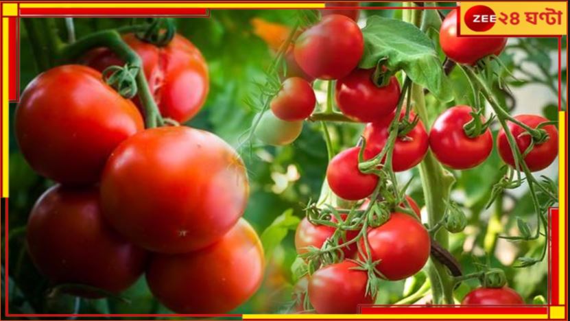 Tomato Price Low: ১ টাকা কিলো টমেটো! মারাত্মক ক্ষতি চাষীদের, তবুও এই রাস্তাই বেছে নিচ্ছেন... 