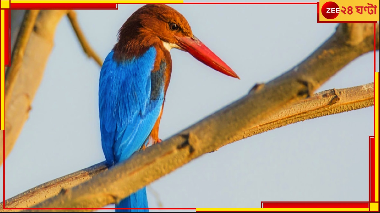 Great Backyard Bird Count: শীর্ষে বাংলা! সারা দেশের ১০৬৮ পাখির মধ্যে শুধু পশ্চিমবঙ্গেরই ৫৪৩! উল্লসিত পক্ষীপ্রেমীরা...