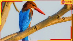 শীর্ষে বাংলা! দেশের ১০৬৮ পাখির মধ্যে শুধু পশ্চিমবঙ্গেরই ৫৪৩! উল্লসিত পক্ষীপ্রেম