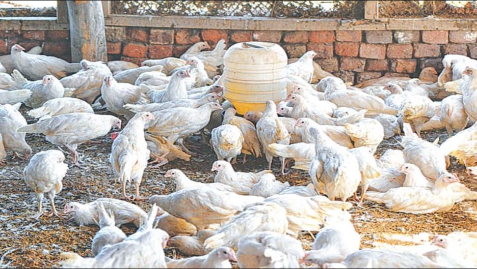 Chicken price | Bird Flu