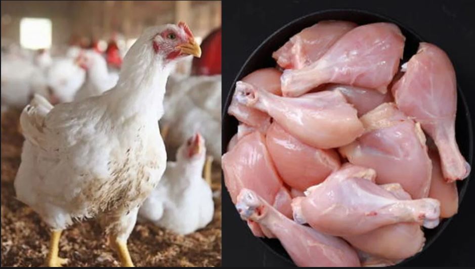 Chicken price | Bird Flu