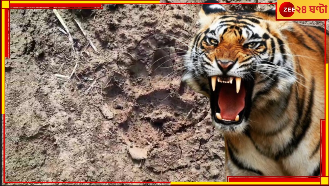 Royal Bengal Tiger in Purulia: ফের বাঘ বেরল পুরুলিয়ায়! রয়্যাল বেঙ্গলের পায়ের ছাপ দেখে আতঙ্কে কাঁপছে গোটা এলাকা...