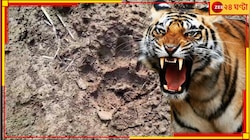 ফের বাঘ বেরল পুরুলিয়ায়! রয়্যাল বেঙ্গলের পায়ের ছাপ দেখে আতঙ্কে কাঁপছে গোটা এলাকা...