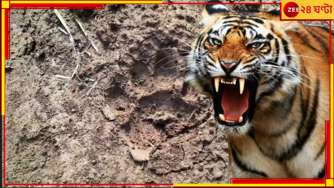Royal Bengal Tiger in Purulia: ফের বাঘ-আতঙ্ক পুরুলিয়ায়! রেডিয়োকলারহীন বিগক্যাটের অবস্থান জানতে হিমশিম খাচ্ছে বনবিভাগ... Royal Bengal Tiger in Purulia: ফের বাঘ-আতঙ্ক পুরুলিয়ায়! রেডিয়োকলারহীন বিগক্যাটের অবস্থান জানতে হিমশিম খাচ্ছে বনবিভাগ...