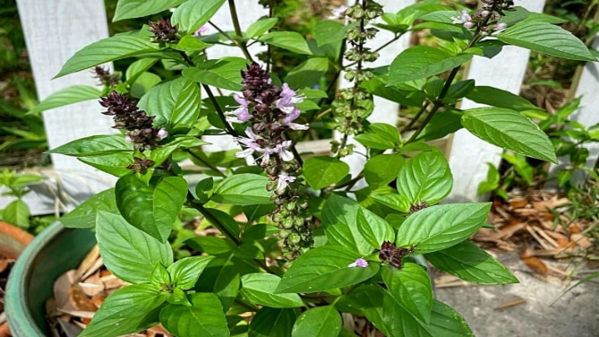 Basil leaves