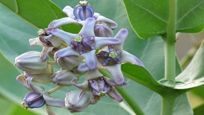 Akanda flower