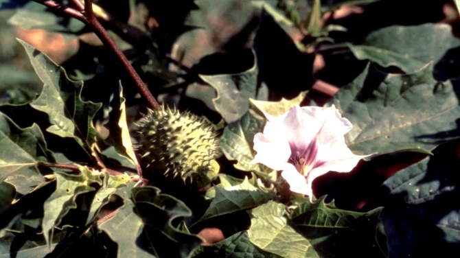 Dhutura flower