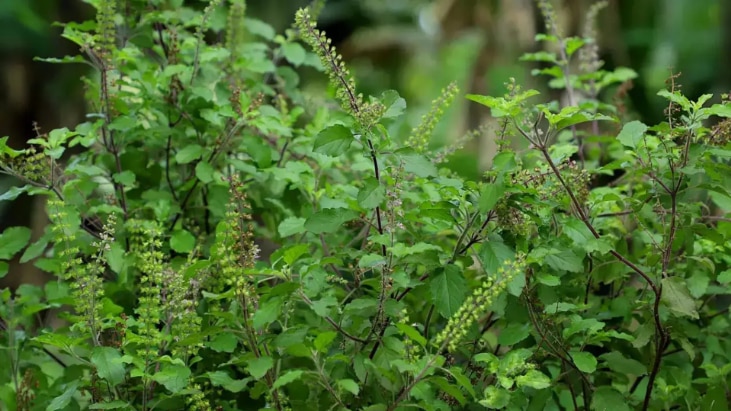 Tulsi plant withers