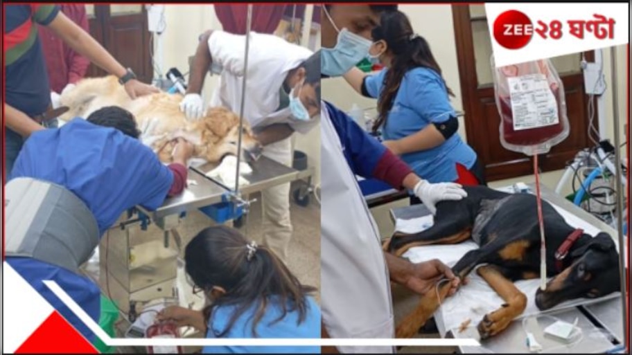 Dog Blood Donation: ডোবারম্যানকে ব্লাড দিল গোল্ডেন রিট্রিভার! কলকাতা সাক্ষী থাকল বিরল 'রক্তদানে'র... 