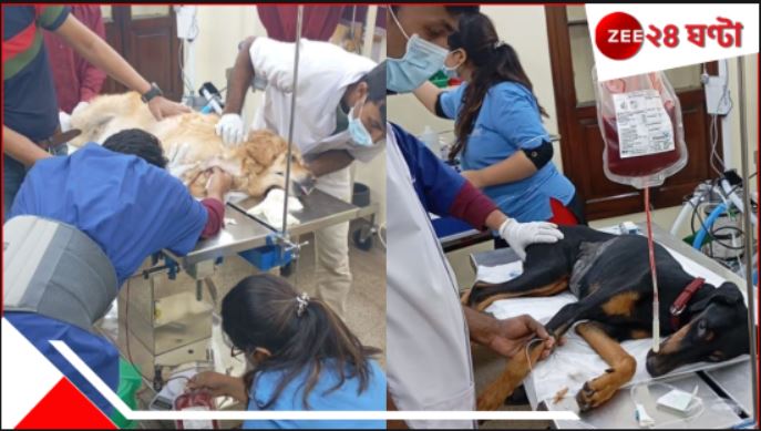 Dog Blood Donation: ডোবারম্যানকে ব্লাড দিল গোল্ডেন রিট্রিভার! কলকাতা সাক্ষী থাকল বিরল 'রক্তদানে'র... Dog Blood Donation: ডোবারম্যানকে ব্লাড দিল গোল্ডেন রিট্রিভার! কলকাতা সাক্ষী থাকল বিরল 'রক্তদানে'র...