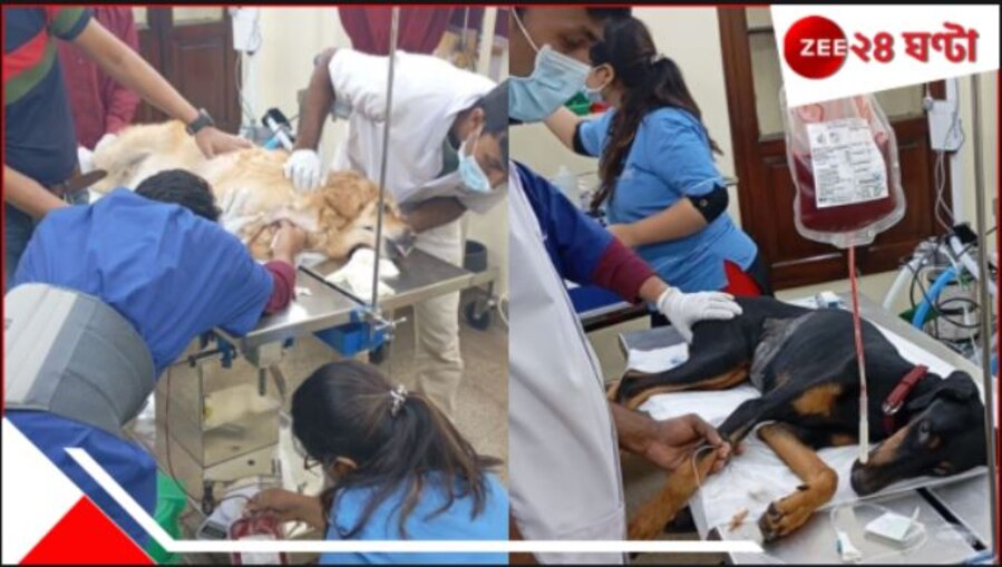Dog Blood Donation: ডোবারম্যানকে ব্লাড দিল গোল্ডেন রিট্রিভার! কলকাতা সাক্ষী থাকল বিরল 'রক্তদানে'র... 