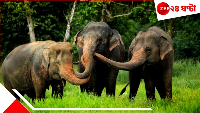 Elephant Attack: ত্রয়ী দাঁতালের দাপটে বন্ধ যাতায়াত! দীর্ঘক্ষণ এলাকায় দাপাদাপির পর…