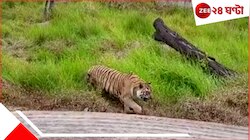 সঙ্গিনীকে হারানোর পর থেকেই অসুস্থ হয়ে পড়েছিল, মুখ্যমন্ত্রীর আদরের সোহান আর নেই