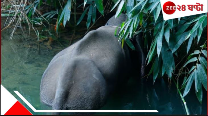 Elephant Killed: গর্ভবতী হাতিকে মেরে মাংস কেটে নিয়ে গেল চোরাশিকারীরা! নৃশংসতার নজির অসমে... Elephant Killed: গর্ভবতী হাতিকে মেরে মাংস কেটে নিয়ে গেল চোরাশিকারীরা! নৃশংসতার নজির অসমে...