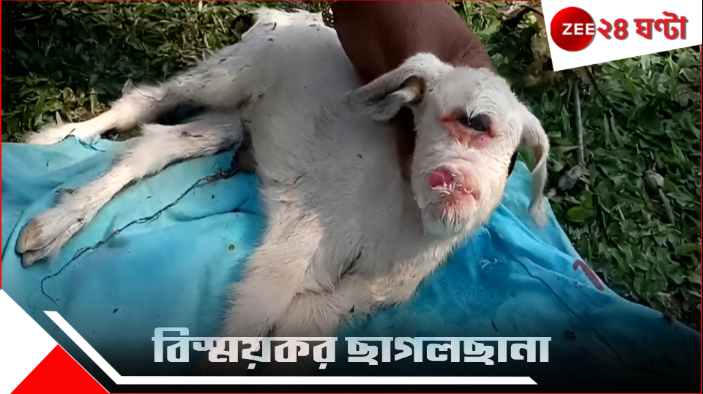 Different type of Goat: বিস্ময়কর! ছাগলের পেটে মানুষের বাচ্চা? শোরগোল মালবাজারে... Different type of Goat: বিস্ময়কর! ছাগলের পেটে মানুষের বাচ্চা? শোরগোল মালবাজারে...
