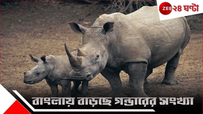 Rhino population increases: বাংলায় বাড়ছে গন্ডারের সংখ্যা, শুমারির রিপোর্টে চমক দিল গোরুমারা…