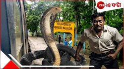 বেড়াতে এসে ভয়ংকর অভিজ্ঞতা, রিসর্টে কিং কোবরার সামনে পর্যটকরা...