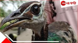 ভুট্টা চুরি করতে গিয়ে জালে উঠল এ কী বিশালাকার? দেখে চক্ষু চড়কগাছে উঠল সকলের...