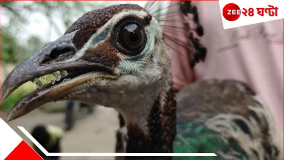 Malbazar: ভুট্টা চুরি করতে গিয়ে জালে উঠল এ কী বিশালাকার? দেখে চক্ষু চড়কগাছে উঠল সকলের...