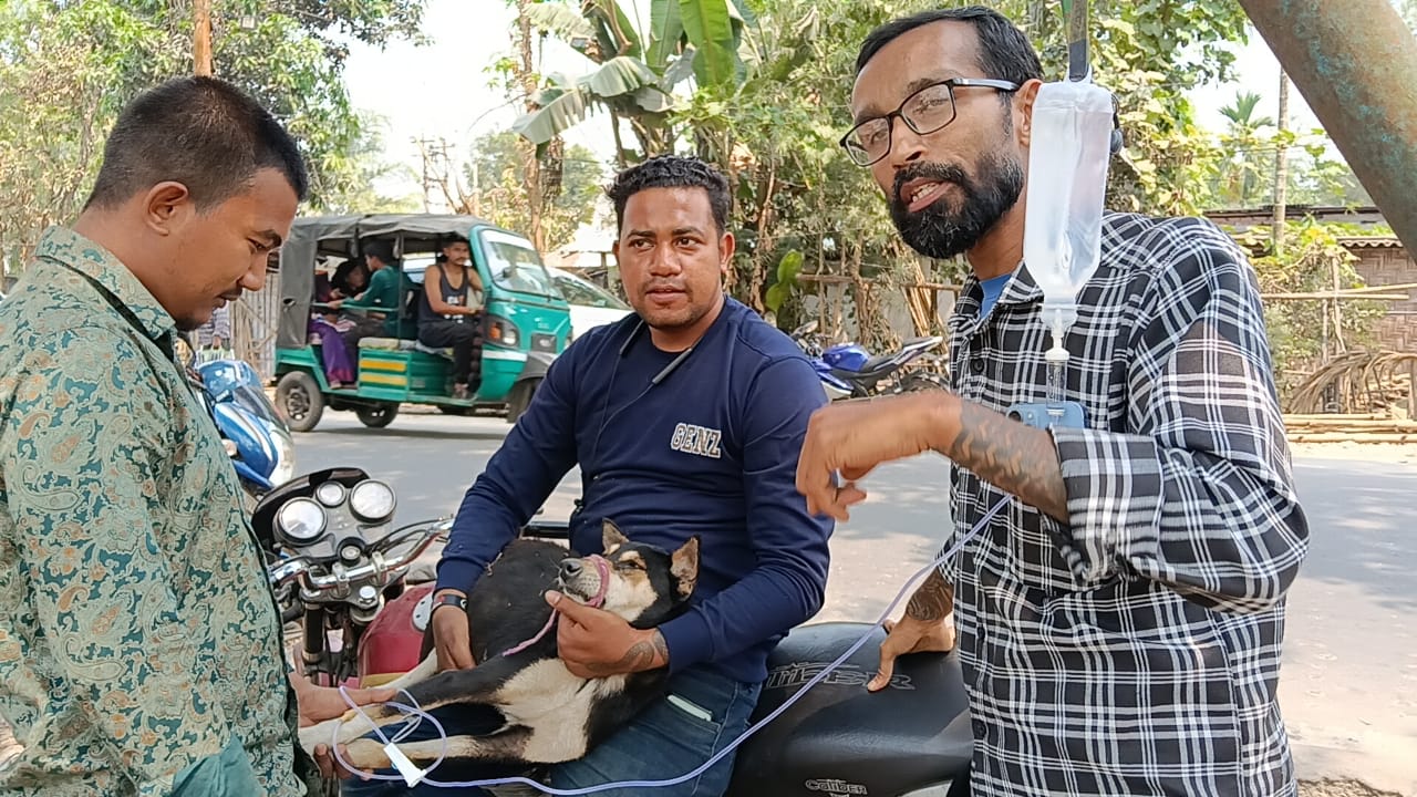 Street Dog Cancer Treatment