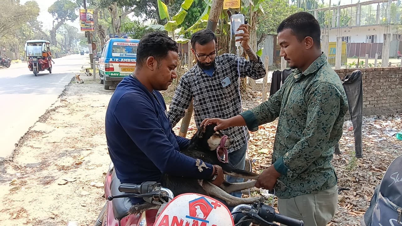 Street Dog Cancer Treatment