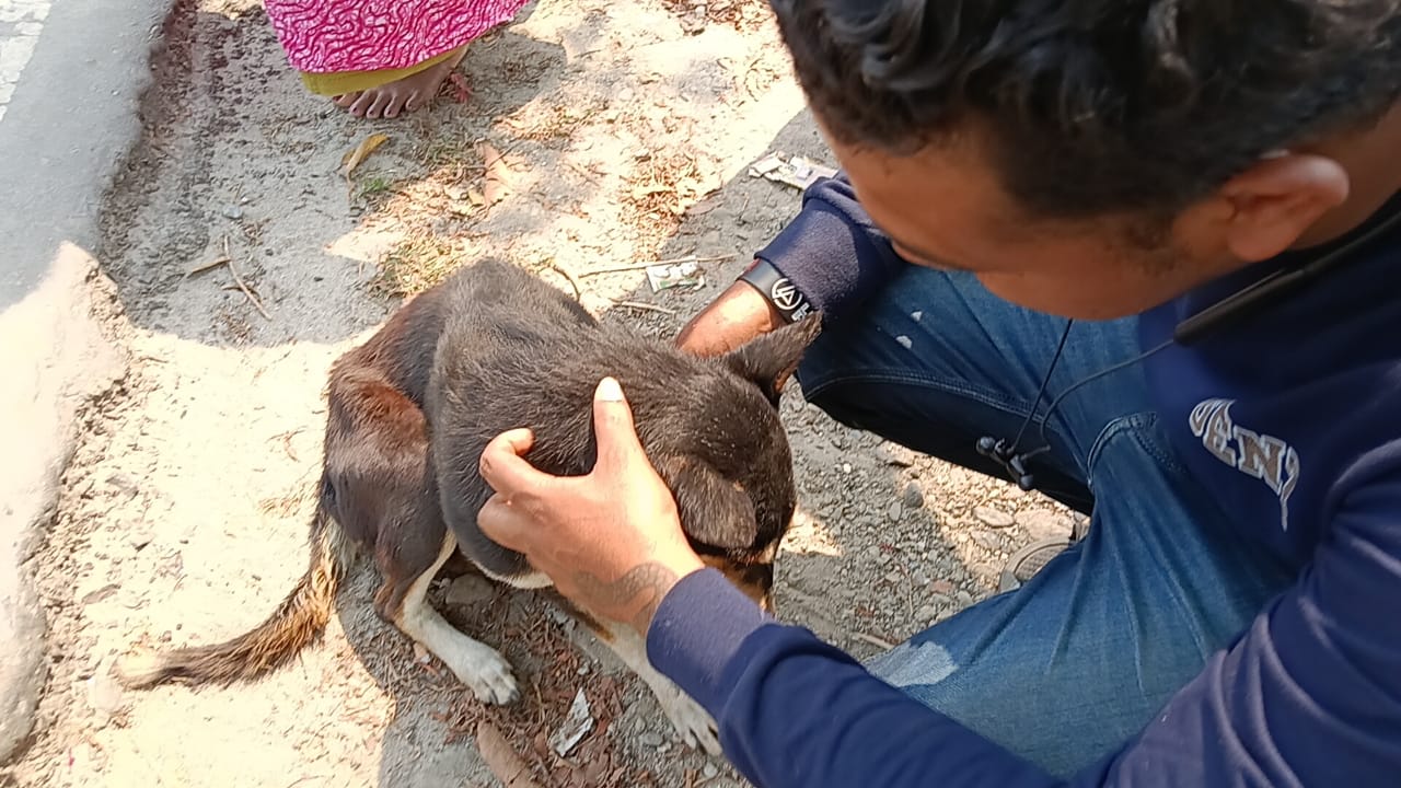 Street Dog Cancer Treatment