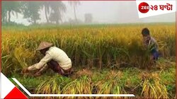 সবুজ ধানখেতে লুকিয়ে মৃত্য়ু! পা দিতেই ছটফটিয়ে শেষ দুই ভাই...