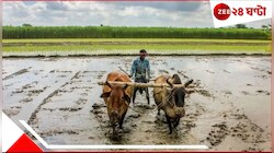 ধান-তিল-বাদাম! নষ্ট ফসল নিয়ে আশঙ্কায় কৃষকরা! এর পরে আরও বৃ্ষ্টি হলে কী হবে?
