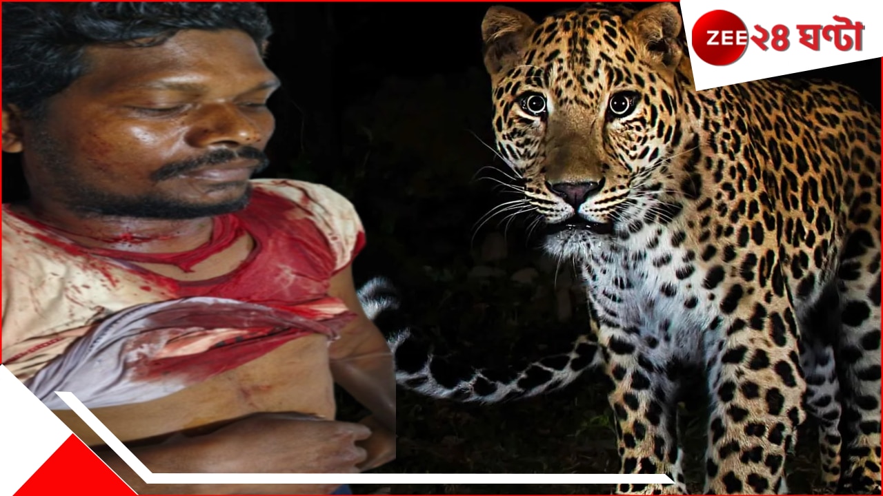 চিতাবাঘের মুখে মারণ ঘুসি! লেপার্ডের সঙ্গে চা-শ্রমিকের মরণপণ লড়াইয়ের শেষে…ভয়ংকর । Man Punches Leopard Leopard attacks Tea Labourer Man gives blow to Leopard he becomes badly injured Leopard fled after punch চিতাবাঘের মুখে মারণ ঘুসি! লেপার্ডের সঙ্গে চা-শ্রমিকের মরণপণ লড়াইয়ের শেষে…ভয়ংকর । Man Punches Leopard Leopard attacks Tea Labourer Man gives blow to Leopard he becomes badly injured Leopard fled after punch