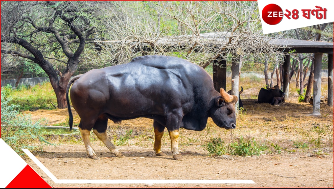 দুরন্ত গতিতে ছুটছিল বাইকটি! হঠাৎই সামনে চলে এল বাইসনটি…উল্টে গেল গাড়িটি…ভয়ংকর…। Bison on Road head on collision between a bike and a bison two injured