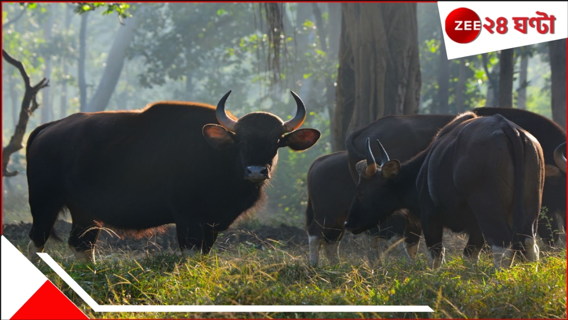 ঘুম থেকে উঠে উঠোন ঝাঁট দিচ্ছিলেন বৃদ্ধা! হঠাৎই বন থেকে বেরিয়ে সামনে এসে দাঁড়াল দুই ভয়ংকর বাইসন…। Bison killed woman Bison in front of house in the morning at the time of dusting yard Bison attack in jalpaiguri