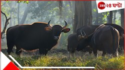 ঘুম থেকে উঠে উঠোন ঝাঁট দিচ্ছিলেন! হঠাৎই বন থেকে বেরিয়ে সামনে এসে দাঁড়াল দুই 
