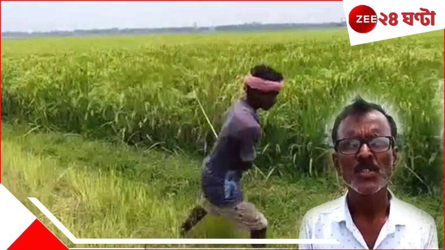 Paddy Name Ma-Baba: মাঠজুড়ে দাঁড়িয়ে সারি সারি 'বাবা-মা', উচ্ছ্বসিত কৃষকরা