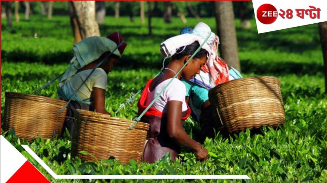 Jalpaiguri | Tea-Garden: চা-বাগানে নেই কাজ; বাধ্য হয়েই নেমেছেন 'ব্যবসায়'... উদ্ধার.... Jalpaiguri | Tea-Garden: চা-বাগানে নেই কাজ; বাধ্য হয়েই নেমেছেন 'ব্যবসায়'... উদ্ধার....