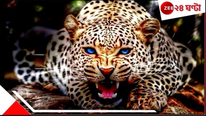 Leopard Attack: চা-বাগানে শ্বাপদ-সন্ত্রাস! প্রাণে বাঁচতে অকাল দীপাবলী... Leopard Attack: চা-বাগানে শ্বাপদ-সন্ত্রাস! প্রাণে বাঁচতে অকাল দীপাবলী...