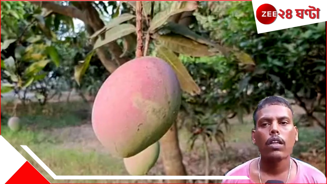 Miyazaki Mango: চোখ টানবে 'সূর্য ডিমের' উজ্জ্বল রং, বর্ধমানে বাগানে ফলেছে বিশ্বের সবচেয়ে দামি আম Miyazaki Mango: চোখ টানবে 'সূর্য ডিমের' উজ্জ্বল রং, বর্ধমানে বাগানে ফলেছে বিশ্বের সবচেয়ে দামি আম
