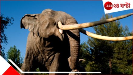 Wild Elephant Attack: ভয়ংকর! ‘খুনি’ হাতির তাণ্ডবে এলাকায় ছড়িয়েছে আতঙ্ক, হাড়হিম…