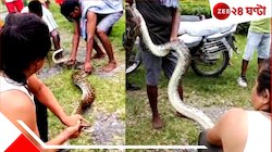 নালায় ঘাপটি মেরে বিশালকার অজগর! ডুয়ার্সের চা বাগানে হুলস্থুল...