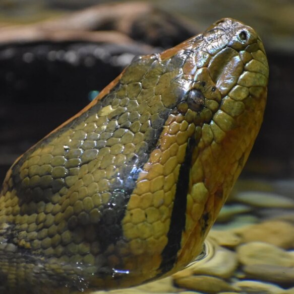 Amazon Jungle Anaconda: আমাজনের জঙ্গলে খোঁজ মিলল সবচেয়ে লম্বা ও ভারী ...