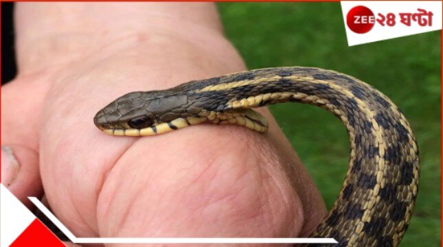 Snake Bite Scam: এক মহিলা-ই ২৯ বার মৃত! ৪৭ জন ২৮০ বার! ‘সাপের কামড়ে’ কোটি কোটি টাকার ‘দুর্নীতি’ এই রাজ্যে… Snake Bite Scam: এক মহিলা-ই ২৯ বার মৃত! ৪৭ জন ২৮০ বার! ‘সাপের কামড়ে’ কোটি কোটি টাকার ‘দুর্নীতি’ এই রাজ্যে…
