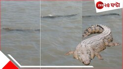 লঞ্চের পাশেই বিশাল কুমির! নবদ্বীপের পর এবার শান্তিপুরের গঙ্গায়... ব্যাপক আতঙ্ক...