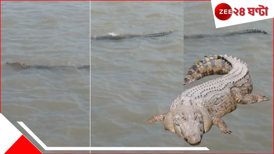 Crocodile in Ganges: লঞ্চের পাশেই বিশাল কুমির! নবদ্বীপের পর এবার শান্তিপুরের গঙ্গায়... ব্যাপক আতঙ্ক...