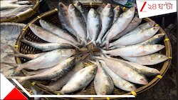 নিষেধাজ্ঞা উঠতেই দীঘা থেকে ২০০০ ট্রলারের পাড়ি গভীর সমুদ্রে! চোখে গভীর আশা, মনে আশ