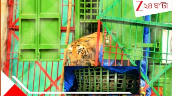 Ranchi Tiger Enters House: বাচ্চাকে ফলো করে রাঁচিতে বাড়িতে বাঘ! লাফ মেরে ঢুকল জানলা দিয়ে, তারপর... Watch Video