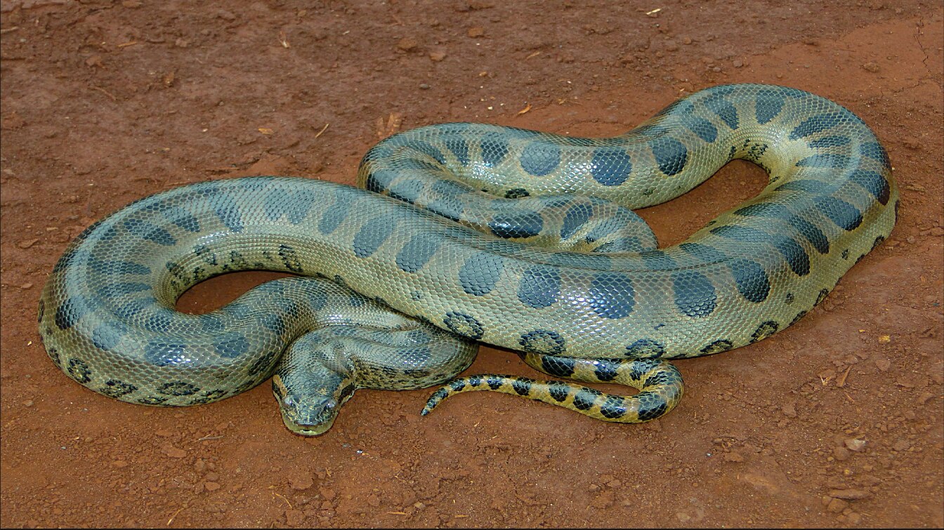 দীর্ঘ টানাপোড়েন 