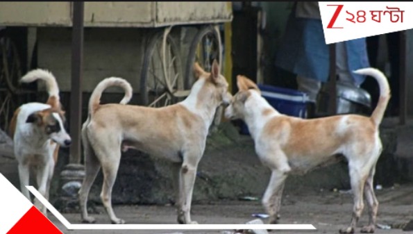 Street Dogs: রাস্তার কুকুরদের ৩ কোটি টাকার মাংস-ভাত খাওয়াবে পুরসভা! Street Dogs: রাস্তার কুকুরদের ৩ কোটি টাকার মাংস-ভাত খাওয়াবে পুরসভা!